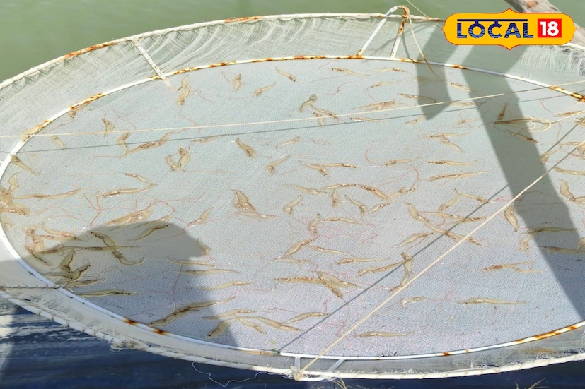 ইন্ডাস্ট্রিয়াল ফিস অ্যান্ড ফিসারিজ নিয়ে বিএসসি করা যাবে কলকাতা বিশ্ববিদ্যালয়ের অধীনস্থ আশুতোষ কলেজ এবং ওয়েস্ট বেঙ্গল স্টেট ইউনিভার্সিটির অধীনে আচার্য প্রফুল্লচন্দ্র কলেজ এবং ব্রহ্মানন্দ কেশবচন্দ্র কলেজ-সহ আরও একাধিক কলেজে।