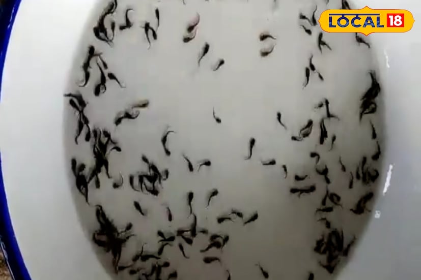 প্রতি ব্লকেই যে অ্যাসিস্ট্যান্ট টেকনলজি ম্যানেজার থাকে তাতেও আবেদন করা যাবে। এ নিয়ে মথুরাপুর দুই নং ব্লকের ভারপ্রাপ্ত অ্যাসিস্ট্যান্ট টেকনলজি ম্যানেজার জয়দীপ পাল বিষয়টির গুরুত্ব রয়েছে বলে জানিয়েছেন। তিনি নিজে সকলকে এই বিষয় নিয়ে পড়াশোনা করলে কাজের সুযোগের কথা জানিয়েছেন। (ছবি ও তথ্য: নবাব মল্লিক)