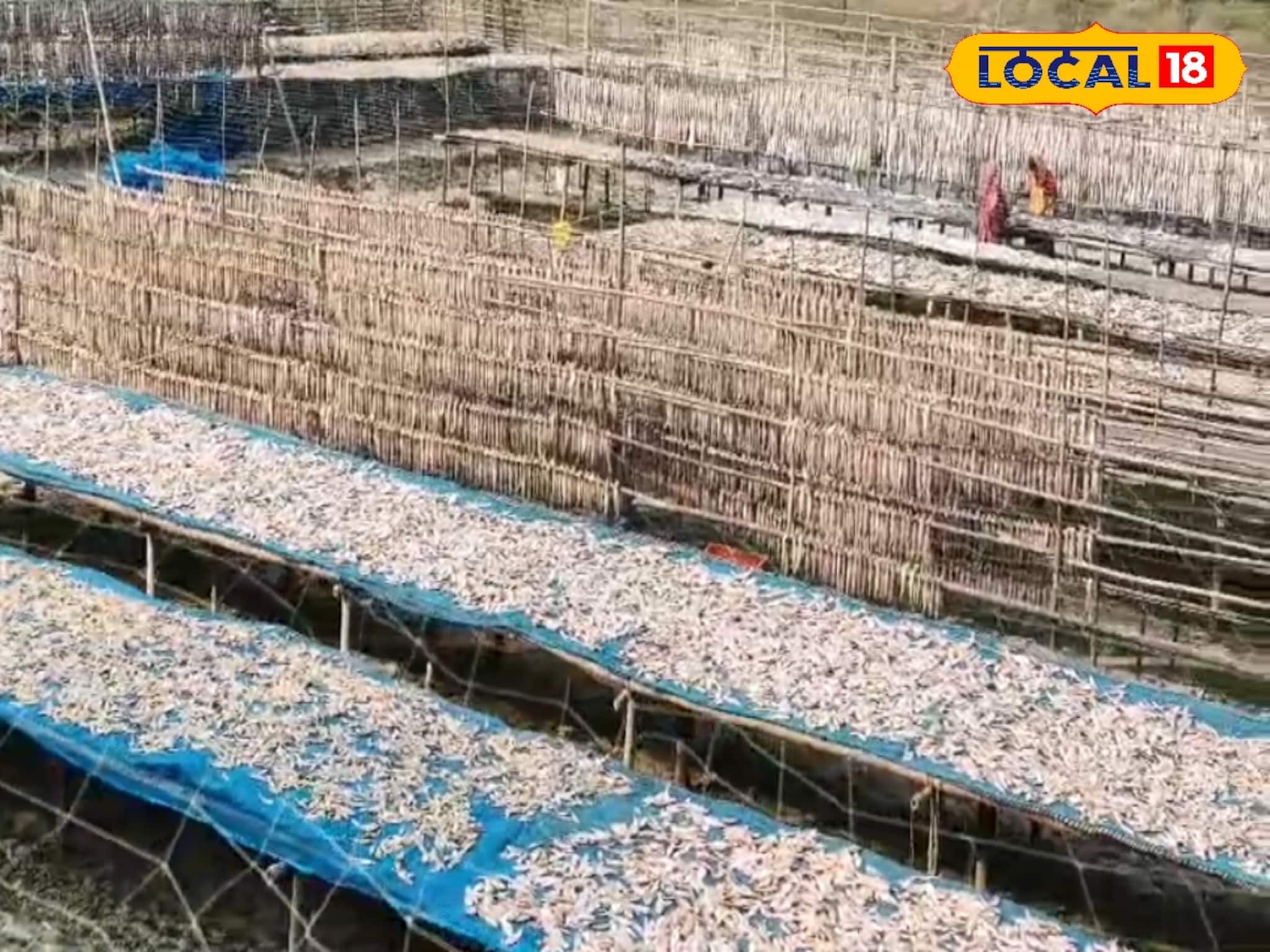 কত মানুষের প্রিয় খাবার! আর কি খাওয়াই যাবে না শুঁটকি মাছ? দিশেহারা মৎস্যজীবীরা, জানুন