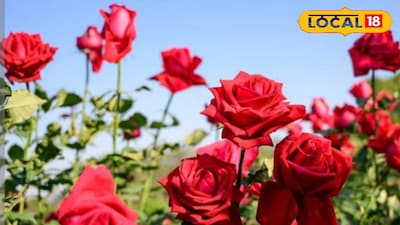 ছবি প্রতিকী