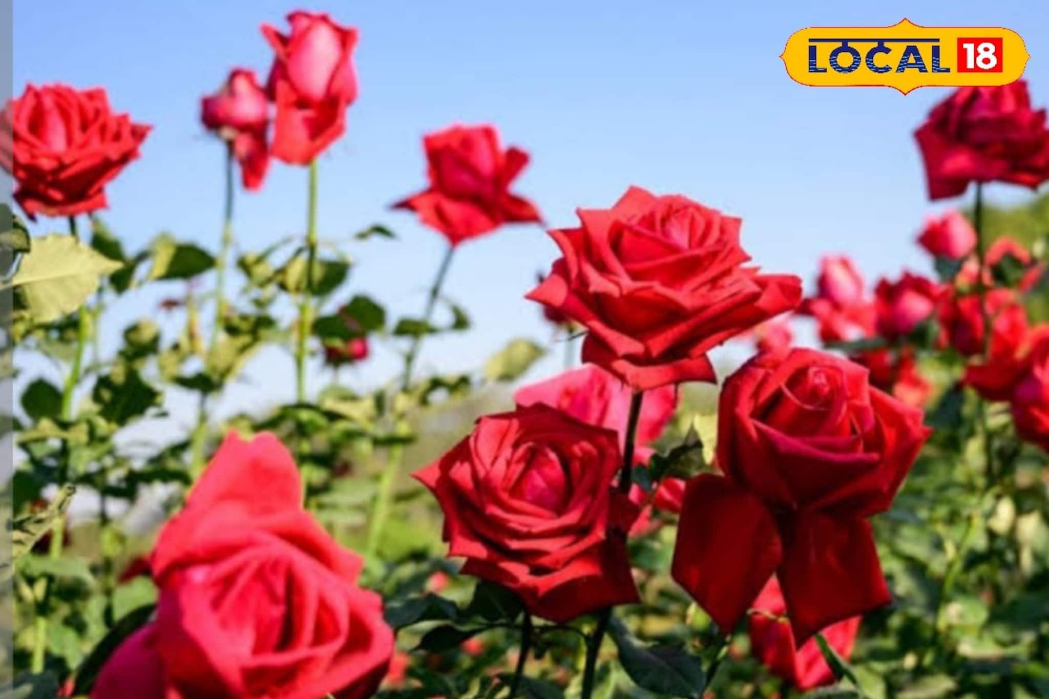 ফুলে ফুলে উপচে পড়বে গাছ...! ১ গাছেই ফুটবে ১০০ গোলাপ! ছোট্ট কাজই দেখাবে ম্যাজিক