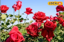 গোলাপ গাছে 'ফুল' ফুটছে না? ১ গাছেই ফুটবে ১০০ গোলাপ! ছোট্ট কাজই দেখাবে ম্যাজিক, নার্সারির 'মালি' বলে দিলেন আসল 'সিক্রেট'