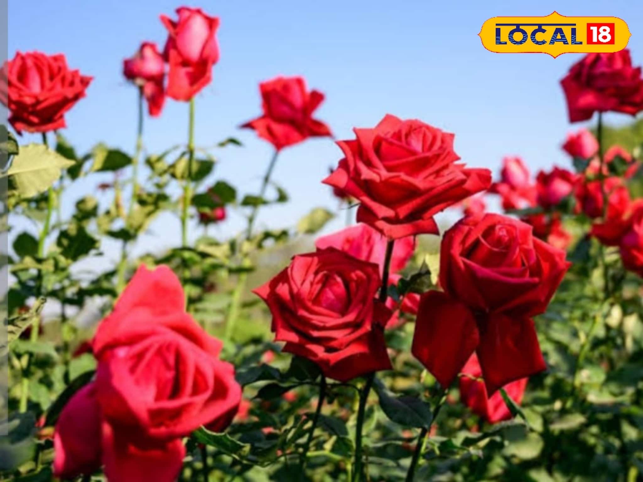 ফুলে ফুলে উপচে পড়বে গাছ...! ১ গাছেই ফুটবে ১০০ গোলাপ! ছোট্ট কাজই দেখাবে ম্যাজিক ফুলে ফুলে উপচে পড়বে গাছ...! ১ গাছেই ফুটবে ১০০ গোলাপ! ছোট্ট কাজই দেখাবে ম্যাজিক