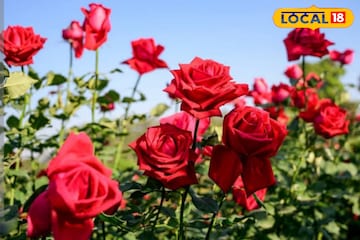 ফুলে ফুলে উপচে পড়বে গাছ...! ১ গাছেই ফুটবে ১০০ গোলাপ! ছোট্ট কাজই দেখাবে ম্যাজিক ফুলে ফুলে উপচে পড়বে গাছ...! ১ গাছেই ফুটবে ১০০ গোলাপ! ছোট্ট কাজই দেখাবে ম্যাজিক