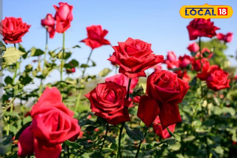 সৌন্দর্য আর সুগন্ধে ফুলের জগতে গোলাপের তুলনা নেই। ঘর সাজানো থেকে শুরু করে উৎসব, উপহার কিংবা আন্তর্জাতিক ফুলবাজার—সব ক্ষেত্রেই গোলাপের চাহিদা বছরের পর বছর অটুট। এই চাহিদার কথা মাথায় রেখে বাণিজ্যিকভাবে যেমন গোলাপ চাষ বাড়ছে, তেমনই বাড়ির ছাদ, বারান্দা ও উঠানেও শখের বসে গোলাপ গাছ লাগাচ্ছেন বহু মানুষ। সৌন্দর্য আর সুগন্ধে ফুলের জগতে গোলাপের তুলনা নেই। ঘর সাজানো থেকে শুরু করে উৎসব, উপহার কিংবা আন্তর্জাতিক ফুলবাজার—সব ক্ষেত্রেই গোলাপের চাহিদা বছরের পর বছর অটুট। এই চাহিদার কথা মাথায় রেখে বাণিজ্যিকভাবে যেমন গোলাপ চাষ বাড়ছে, তেমনই বাড়ির ছাদ, বারান্দা ও উঠানেও শখের বসে গোলাপ গাছ লাগাচ্ছেন বহু মানুষ।