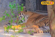 আলিপুর চিড়িয়াখানায় বাঘিনীর মৃত্যু! চিড়িয়াখানায় বাঘের সংখ্যা কমে তিন!