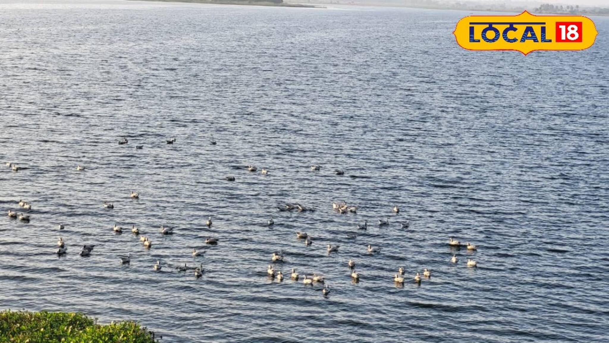 Birbhum News: হাজার মাইল পাড়ি, তবু দেরি কেন? নীলনির্জন জলাশয়ে পরিযায়ী পাখির আগমন নিয়ে জল্পনা