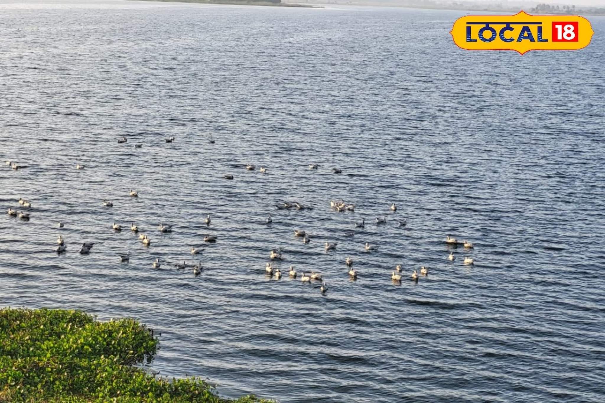 হাজার মাইল পাড়ি, তবু দেরি কেন? নীলনির্জন জলাশয়ে পরিযায়ী পাখির আগমন নিয়ে জল্পনা