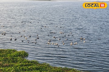 হাজার মাইল পাড়ি, তবু দেরি কেন? নীলনির্জন জলাশয়ে পরিযায়ী পাখির আগমন নিয়ে জল্পনা হাজার মাইল পাড়ি, তবু দেরি কেন? নীলনির্জন জলাশয়ে পরিযায়ী পাখির আগমন নিয়ে জল্পনা