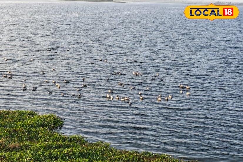 দুবরাজপুর, বীরভূম, সুদীপ্ত গড়াই: জাঁকিয়ে ঠান্ডা পড়তেই বীরভূমের বিভিন্ন জলাশয়ে সাধারণত পরিযায়ী পাখির আনাগোনা শুরু হয়। ইউরোপ, সাইবেরিয়া, রাশিয়া, মঙ্গোলিয়া, তিব্বত ও চিন-সহ নানা দেশ থেকে হাজার হাজার মাইল পাড়ি দিয়ে পাখিরা আসে। তবে চলতি শীতে বক্রেশ্বর তাপবিদ্যুৎ কেন্দ্রের নীলনির্জন জলাধারে এখনও পর্যন্ত পরিযায়ী পাখির সংখ্যা ও প্রজাতি তুলনামূলকভাবে কম। যদিও পাখিপ্রেমী ও বনদফতরের মতে, পাখি আসার সময় এখনও পুরোপুরি শেষ হয়নি। দুবরাজপুর, বীরভূম, সুদীপ্ত গড়াই: জাঁকিয়ে ঠান্ডা পড়তেই বীরভূমের বিভিন্ন জলাশয়ে সাধারণত পরিযায়ী পাখির আনাগোনা শুরু হয়। ইউরোপ, সাইবেরিয়া, রাশিয়া, মঙ্গোলিয়া, তিব্বত ও চিন-সহ নানা দেশ থেকে হাজার হাজার মাইল পাড়ি দিয়ে পাখিরা আসে। তবে চলতি শীতে বক্রেশ্বর তাপবিদ্যুৎ কেন্দ্রের নীলনির্জন জলাধারে এখনও পর্যন্ত পরিযায়ী পাখির সংখ্যা ও প্রজাতি তুলনামূলকভাবে কম। যদিও পাখিপ্রেমী ও বনদফতরের মতে, পাখি আসার সময় এখনও পুরোপুরি শেষ হয়নি।