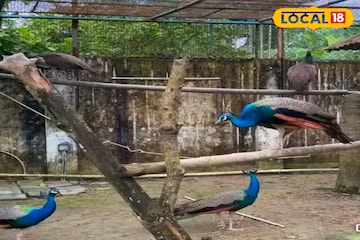 Alipore Zoo-তে ভিড়? ঘুরে আসুন শহরের এই চিড়িয়াখানা থেকে! টিকিট মাত্র দশ টাকা Alipore Zoo-তে ভিড়? ঘুরে আসুন শহরের এই চিড়িয়াখানা থেকে! টিকিট মাত্র দশ টাকা