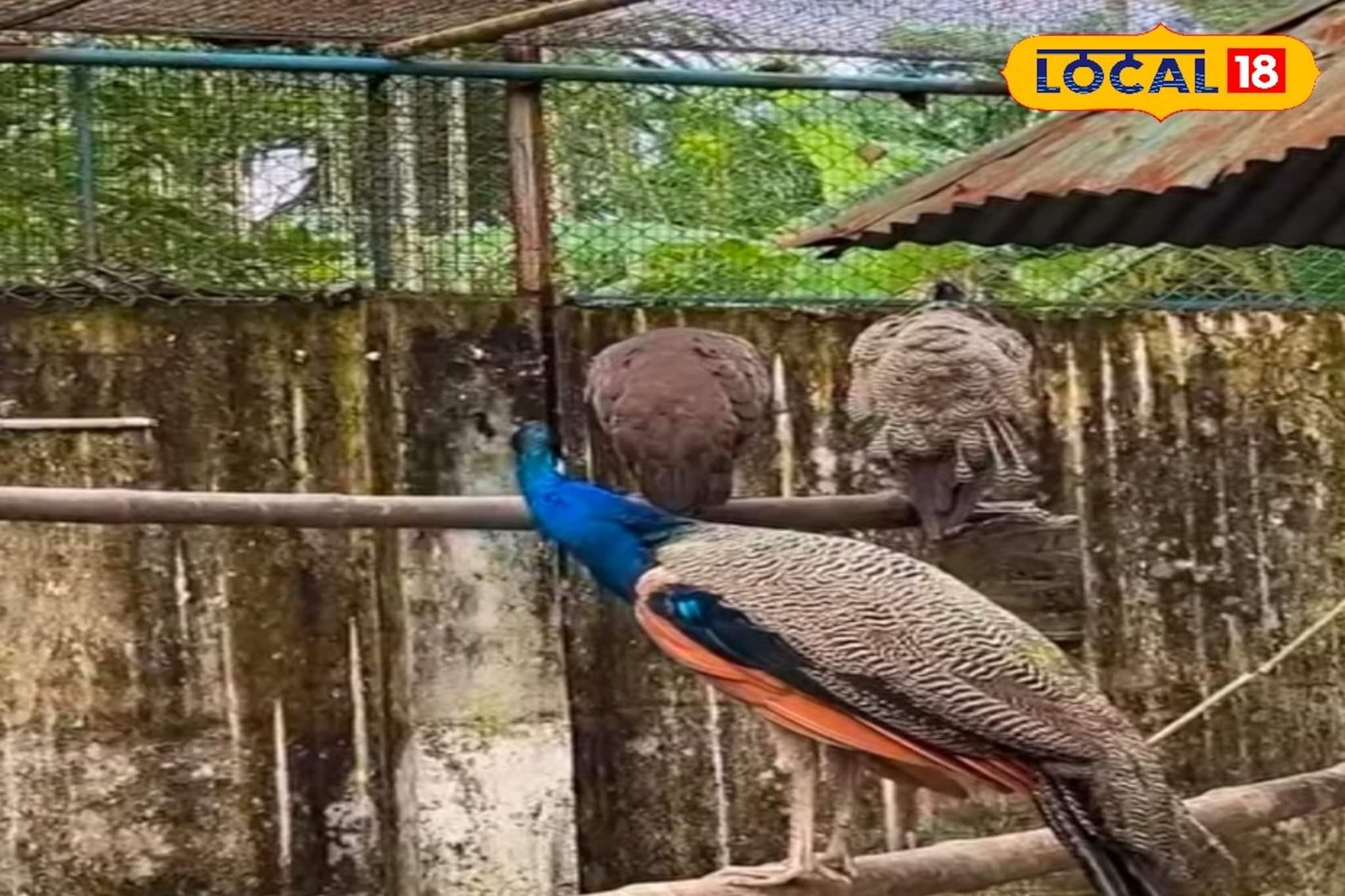 Alipore Zoo-তে ভিড়? ঘুরে আসুন শহরের এই চিড়িয়াখানা থেকে! টিকিট মাত্র দশ টাকা Alipore Zoo-তে ভিড়? ঘুরে আসুন শহরের এই চিড়িয়াখানা থেকে! টিকিট মাত্র দশ টাকা