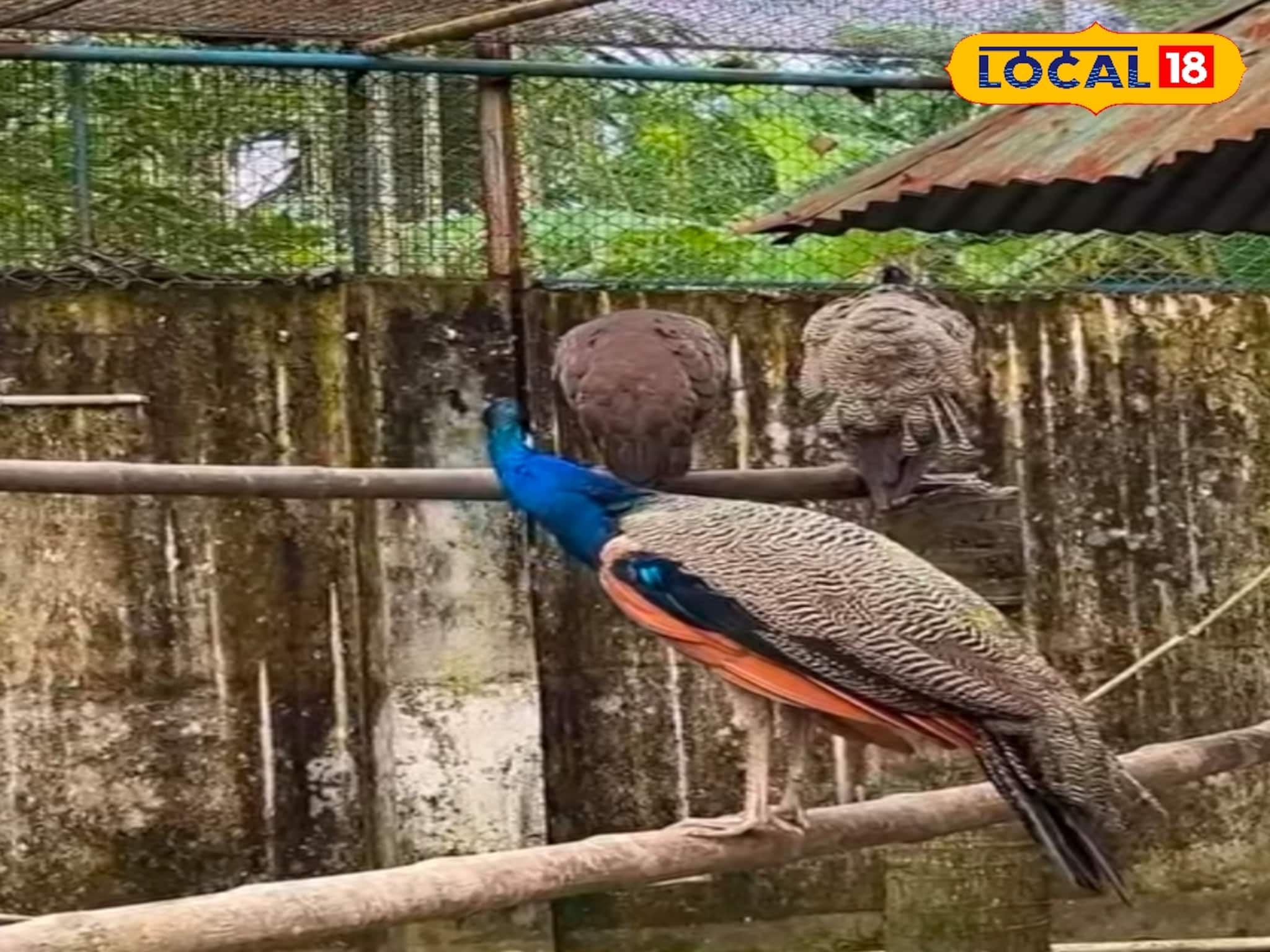 Alipore Zoo-তে ভিড়? ঘুরে আসুন শহরের এই চিড়িয়াখানা থেকে! টিকিট মাত্র দশ টাকা Alipore Zoo-তে ভিড়? ঘুরে আসুন শহরের এই চিড়িয়াখানা থেকে! টিকিট মাত্র দশ টাকা