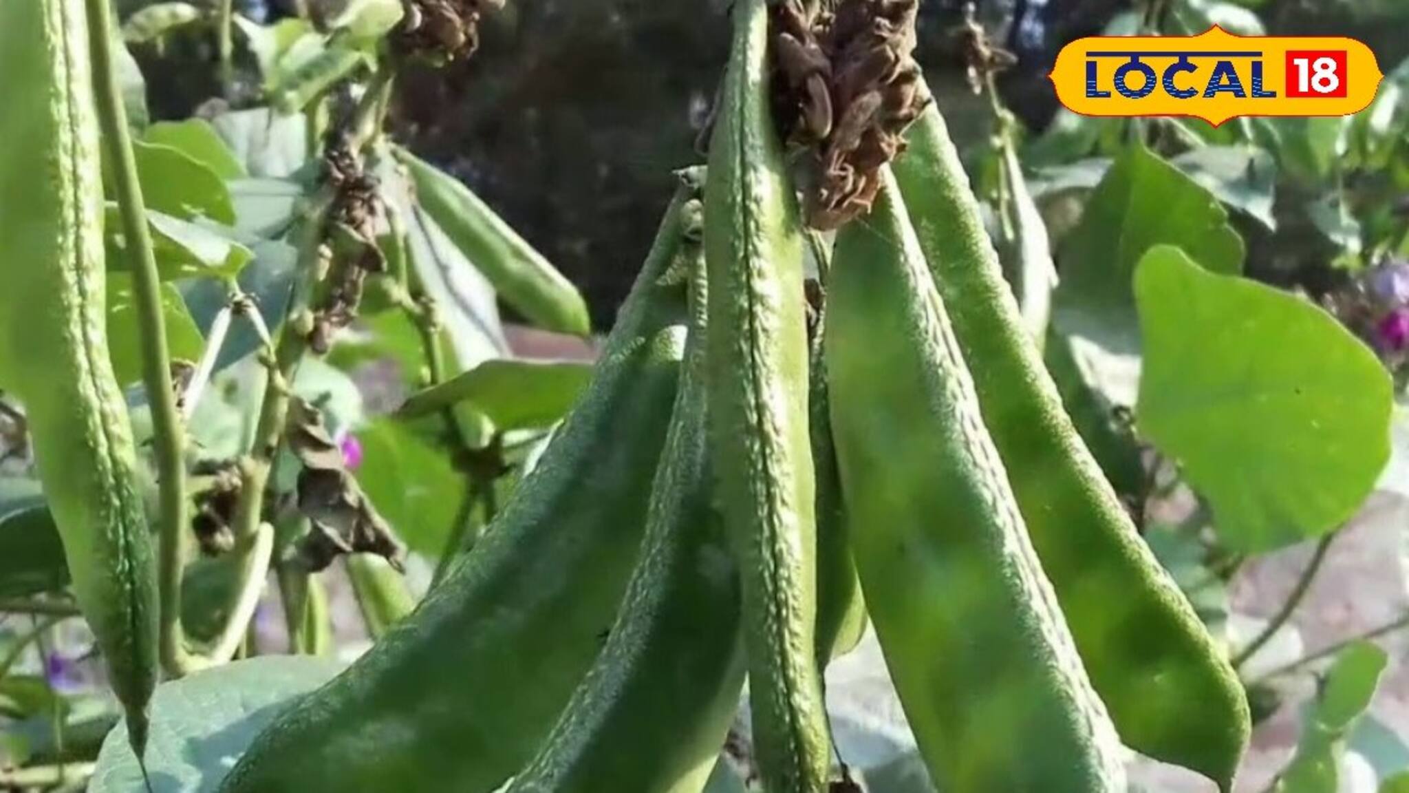 ডায়মন্ডেই মজেছে জেলার চাষিরা! হীরে নয়, বাড়তি লাভের মুখ দেখাচ্ছে এই ফসল