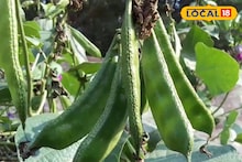 Money Making Tips: ডায়মন্ডেই মজেছে জেলার চাষিরা! হীরে নয়, বাড়তি লাভের মুখ দেখাচ্ছে এই ফসল