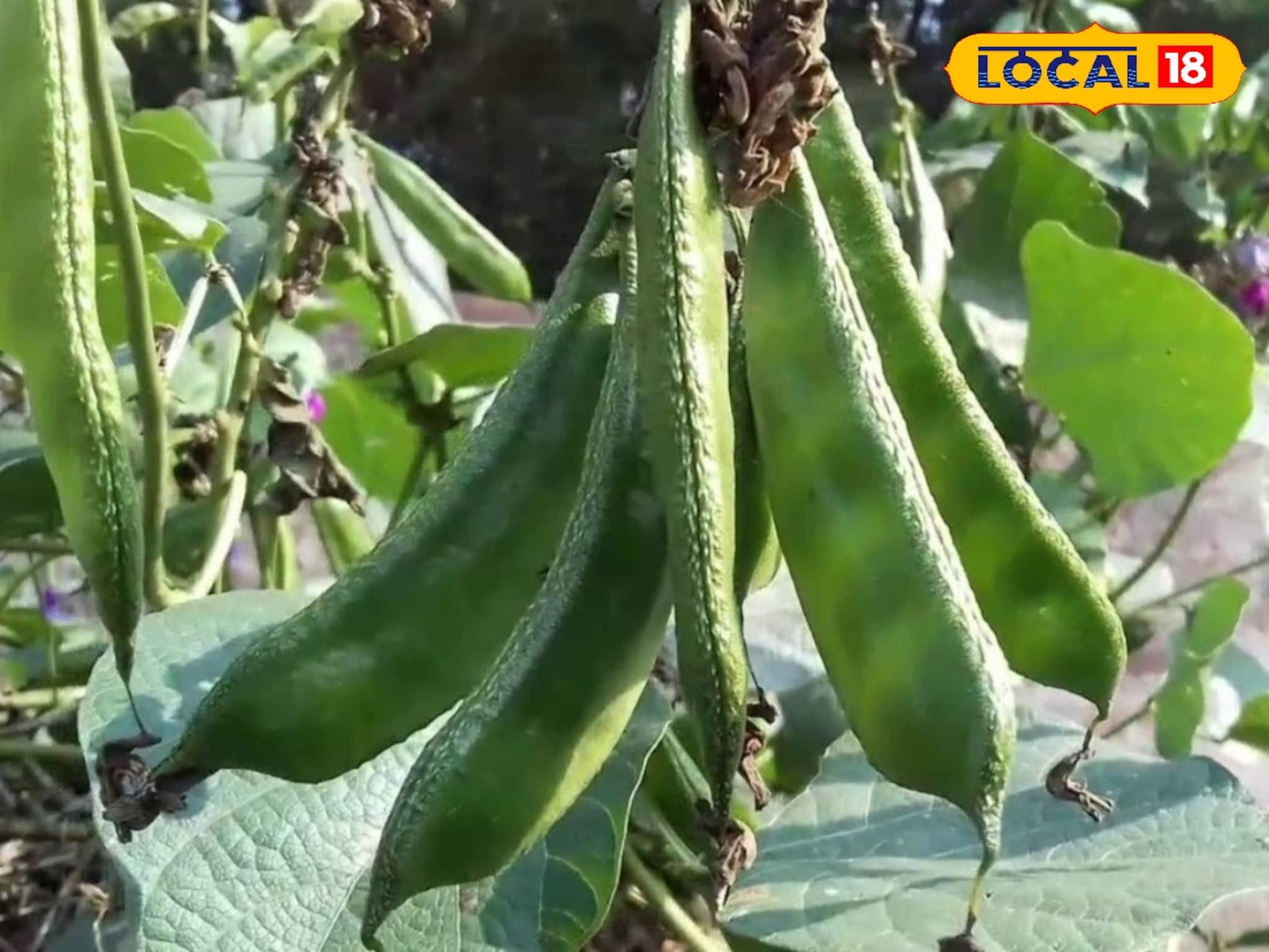 ডায়মন্ডেই মজেছে জেলার চাষিরা! হীরে নয়, বাড়তি লাভের মুখ দেখাচ্ছে এই ফসল ডায়মন্ডেই মজেছে জেলার চাষিরা! হীরে নয়, বাড়তি লাভের মুখ দেখাচ্ছে এই ফসল