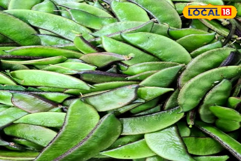 উত্তর ২৪ পরগনা, রুদ্র নারায়ণ রায়: ডায়মন্ডেই মজেছে জেলার চাষীরা। ভাবছেন হীরার কথা বলছি! না, এটি শীতের মরশুমে জেলার কৃষিক্ষেত্রে নতুন সম্ভাবনার দিশা দেখানো ‘ডায়মন্ড সিম’। অন্যান্য সবজি চাষকে পিছনে ফেলে এখন জেলার বাজারে কার্যত ঝড় তুলেছে এই সিম। চাহিদা ও লাভ- দু’দিক থেকেই এগিয়ে থাকায় জেলার বহু চাষি ঝুঁকছেন ডায়মন্ড সিম চাষে