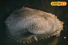 Job News: ৪৮ হাজার টাকা বেতন! আকর্ষণীয় চাকরির সুযোগ করে দিচ্ছে ZSI, আবেদনের জন্য হাতে সময় খুব কম