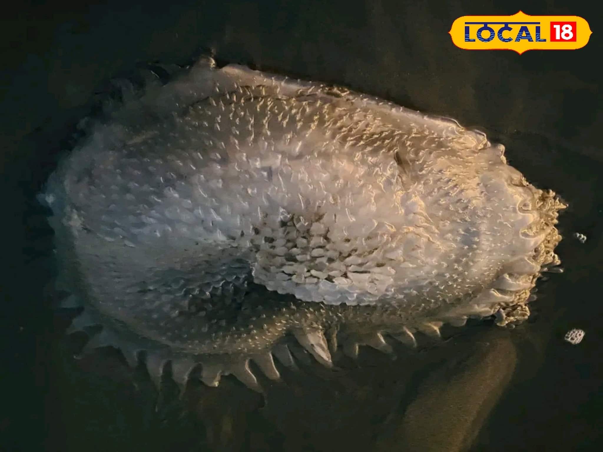 ৪৮ হাজার টাকা বেতন! আকর্ষণীয় চাকরির সুযোগ করে দিচ্ছে ZSI, আবেদনের জন্য হাতে সময় খুব কম