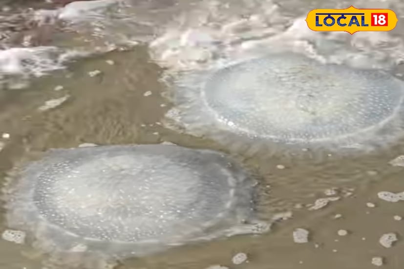 এবার বঙ্গোপসাগরে জেলিফিশ দেখার কাজ পেতে পারেন আপনি। এই কাজে রয়েছে আকর্ষণীয় বেতনের অফার। পারিশ্রমিক হিসাবে দেওয়া হবে ৪৮,১০০ টাকা। (ছবি ও তথ্য: নবাব মল্লিক)