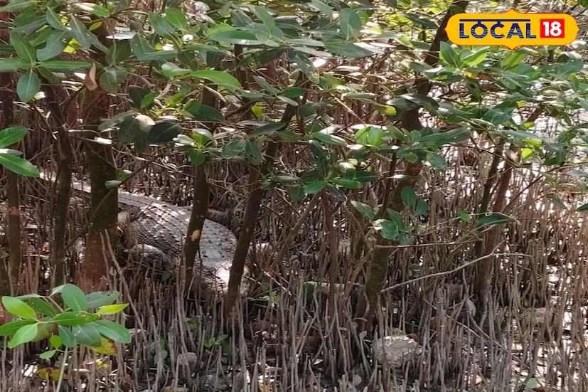  পাথরপ্রতিমার কে-প্লটের হাজার বিঘেতে বাঘের পর এবার কুমির আতঙ্ক। যার ফলে সতর্ক গ্রামবাসীরা। এর আগে বাঘ আসায় তারা আতঙ্কিত হয়ে পড়েছিলেন। নতুন করে কুমির আসায় আরও সাবধান হলেন গ্রামবাসী। (ছবি ও তথ্য: নবাব মল্লিক) 