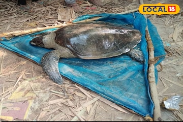 মাছ ধরার জালে দৈত্যাকার কচ্ছপ, ওজন জানলে মাথা ঘুরে যাবে! তুলতে গিয়ে নাজেহাল অবস্থা মাছ ধরার জালে দৈত্যাকার কচ্ছপ, ওজন জানলে মাথা ঘুরে যাবে! তুলতে গিয়ে নাজেহাল অবস্থা