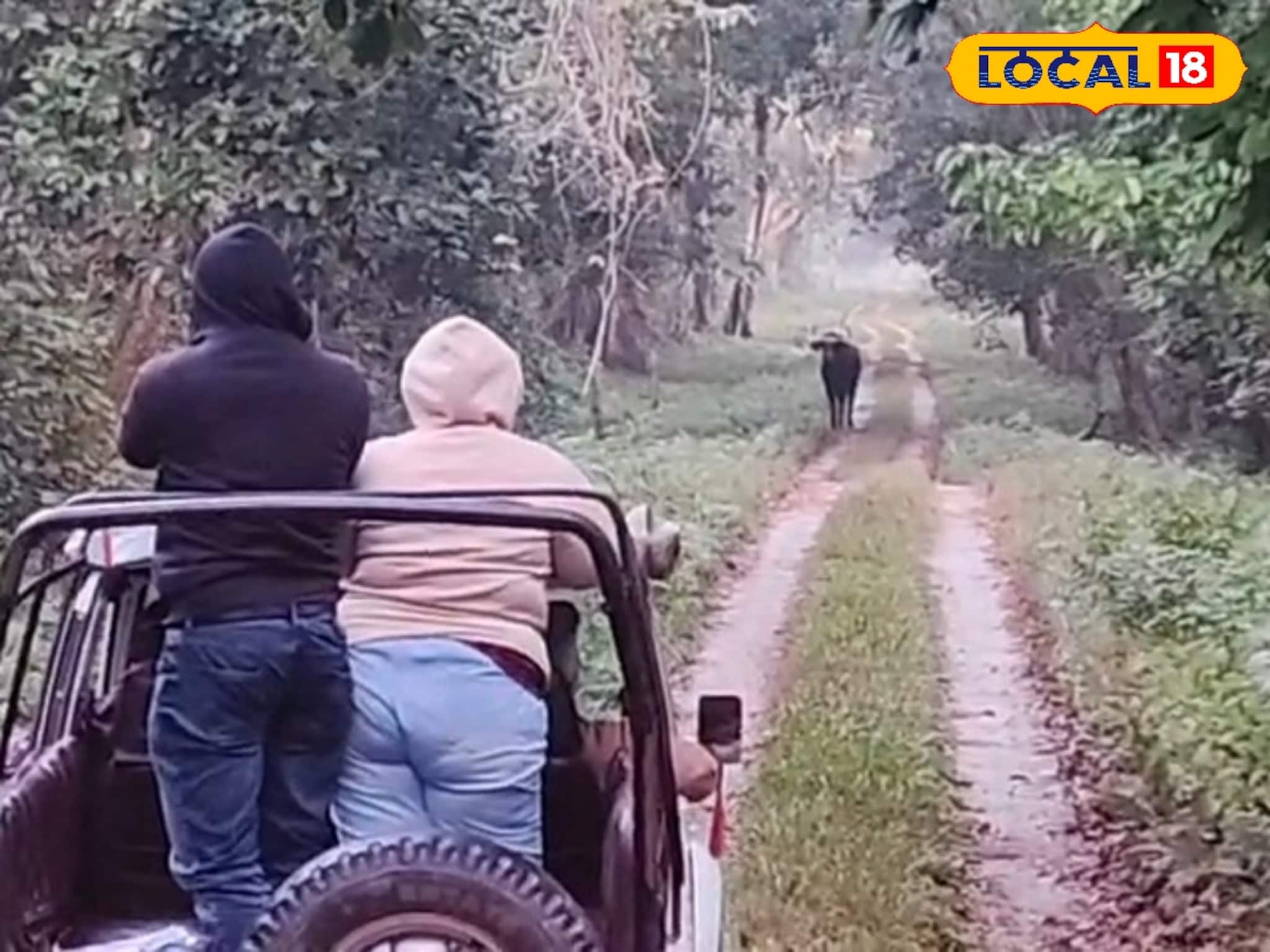 বড়দিনের আগেই 'হাউসফুল'! চিলাপাতা জঙ্গলে হচ্ছেটা কী? উপচে পড়েছে পর্যটকদের ভিড় বড়দিনের আগেই 'হাউসফুল'! চিলাপাতা জঙ্গলে হচ্ছেটা কী? উপচে পড়েছে পর্যটকদের ভিড়