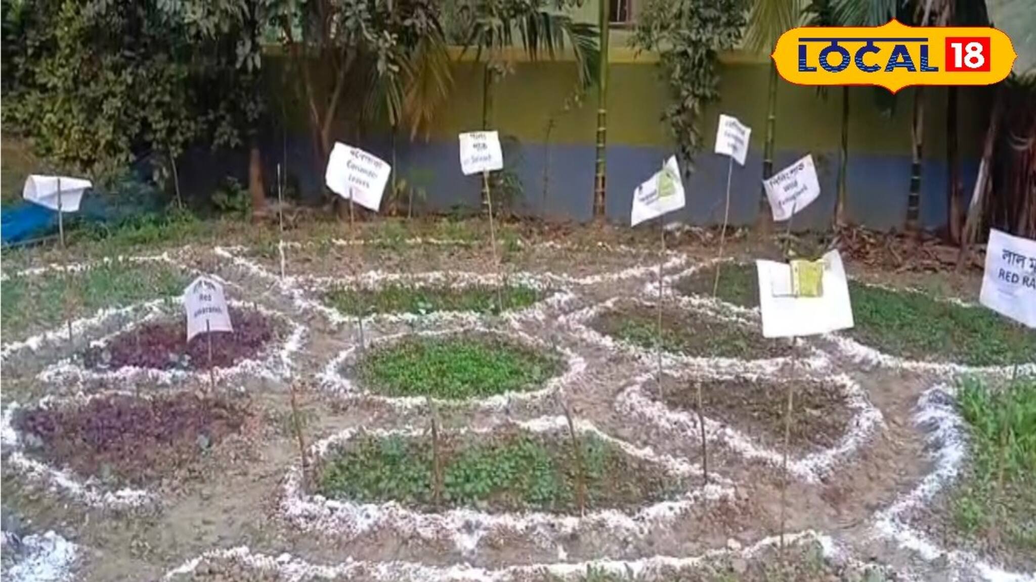 দক্ষিণ শহরতলির জলাভূমিতে পুষ্টির বাগান! মহিলাদের আয়ের নতুন দিশা খুলল শস্য শ্যামলা কেন্দ্র