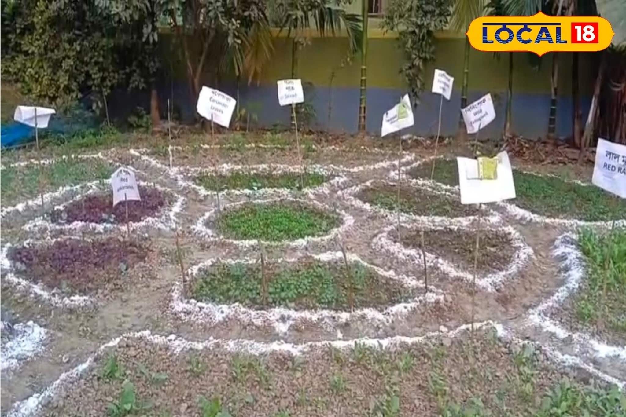 দক্ষিণ শহরতলির জলাভূমিতে পুষ্টির বাগান! মহিলাদের আয়ের নতুন দিশা খুলল শস্য শ্যামলা কেন্দ্র