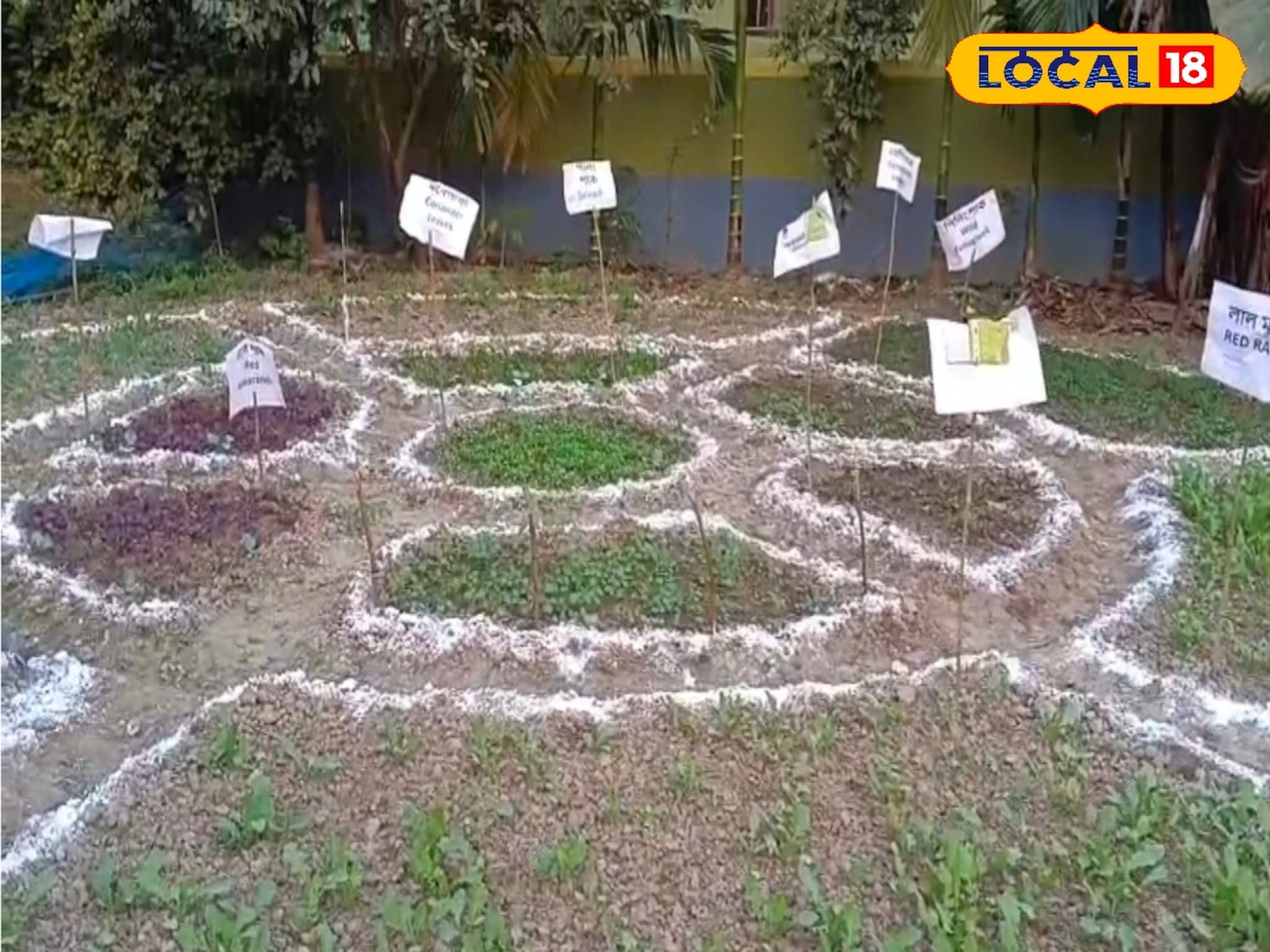 দক্ষিণ শহরতলির জলাভূমিতে পুষ্টির বাগান! মহিলাদের আয়ের নতুন দিশা খুলল শস্য শ্যামলা কেন্দ্র