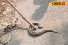 Snake Alert Near Kolkata: বৃহত্তর কলকাতার অংশ সোনারপুর, অথচ এই শীতেও সাপ কিলবিল করছে, হয়ে যান অ্যালার্ট