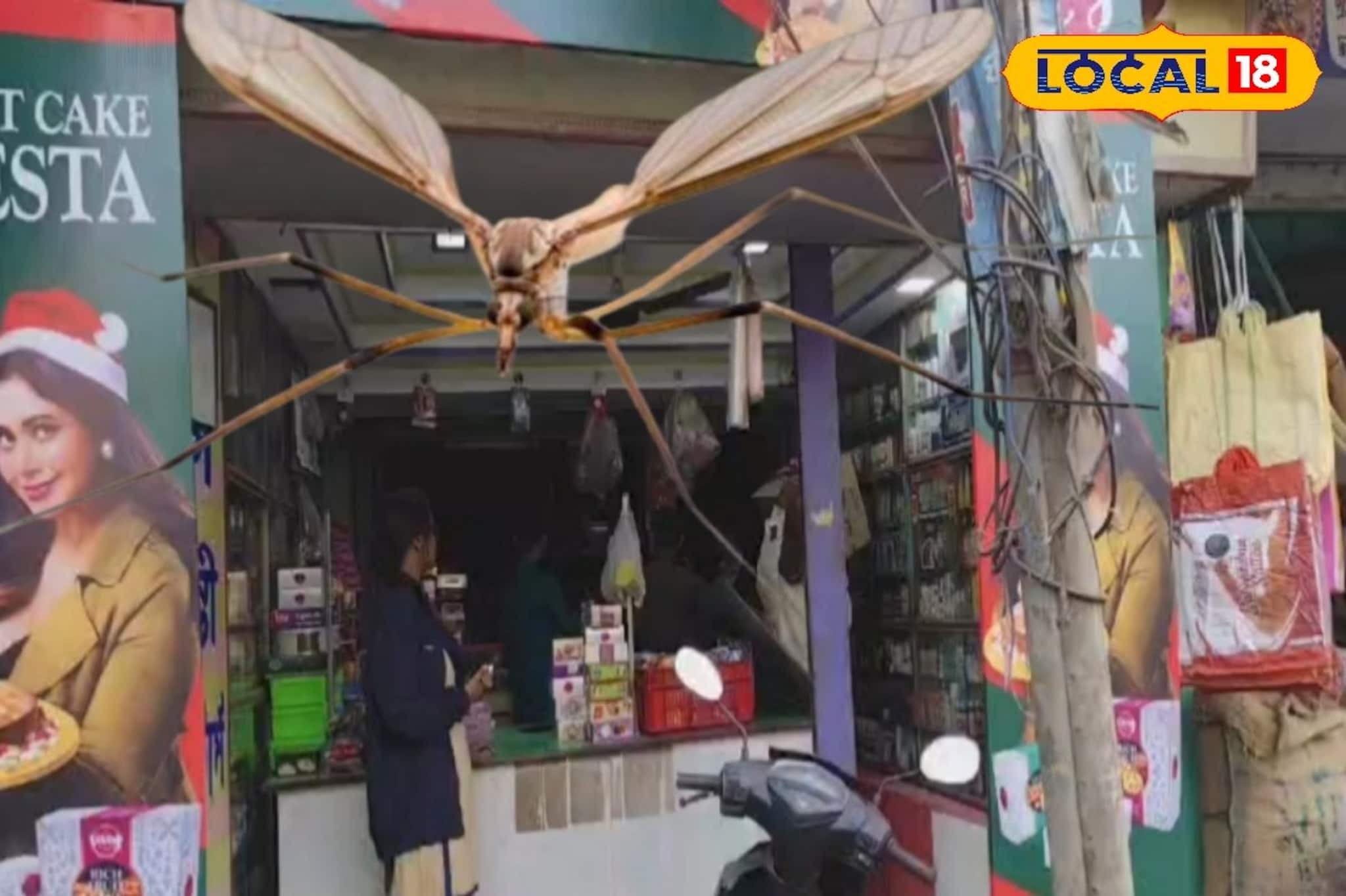 মশা মারার তেলেও যাচ্ছে না মশা! কারণ খুঁজতে কাকদ্বীপে আধিকারিকরা, গ্রেফতার ১