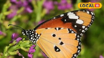 প্রজাপতি