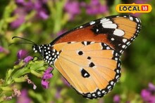 Alipurduar News: শুঁয়োপোকা থেকে প্রজাপতি! এই পার্কে দেখতে পাবেন এই পতঙ্গের জীবনচক্র