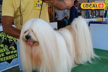 Pet Care: শীত পড়তেই পোষ্য কুকুরদের চাই স্পেশ্যাল কেয়ার, কী কী বাড়তি সতর্কতা নেবেন, জানাচ্ছেন বিশেষজ্ঞ