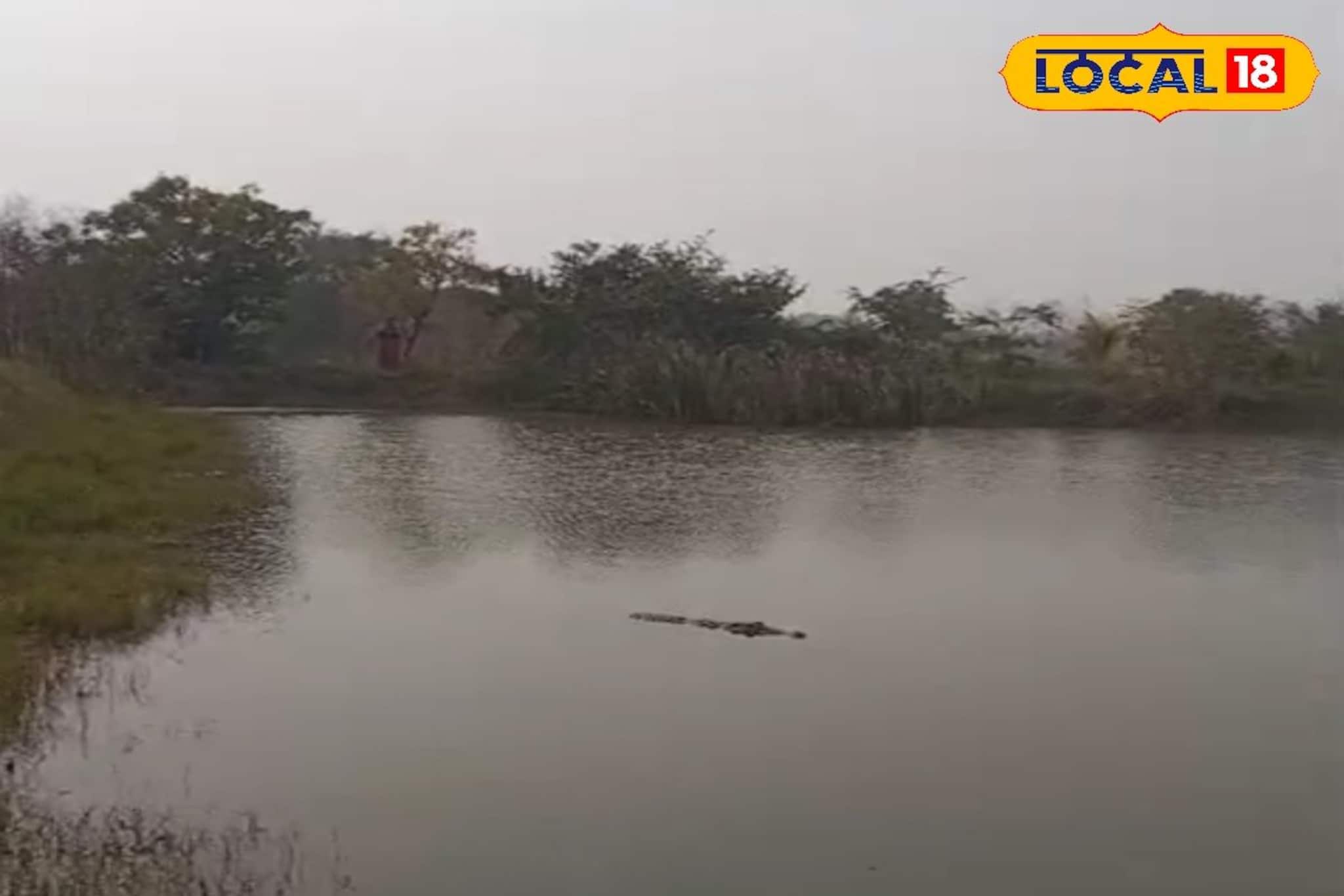 বলেরবাজারে গৃহস্থের বাড়ির পুকুরে ঢুকল কুমির! তুমুল আতঙ্ক এলাকায়