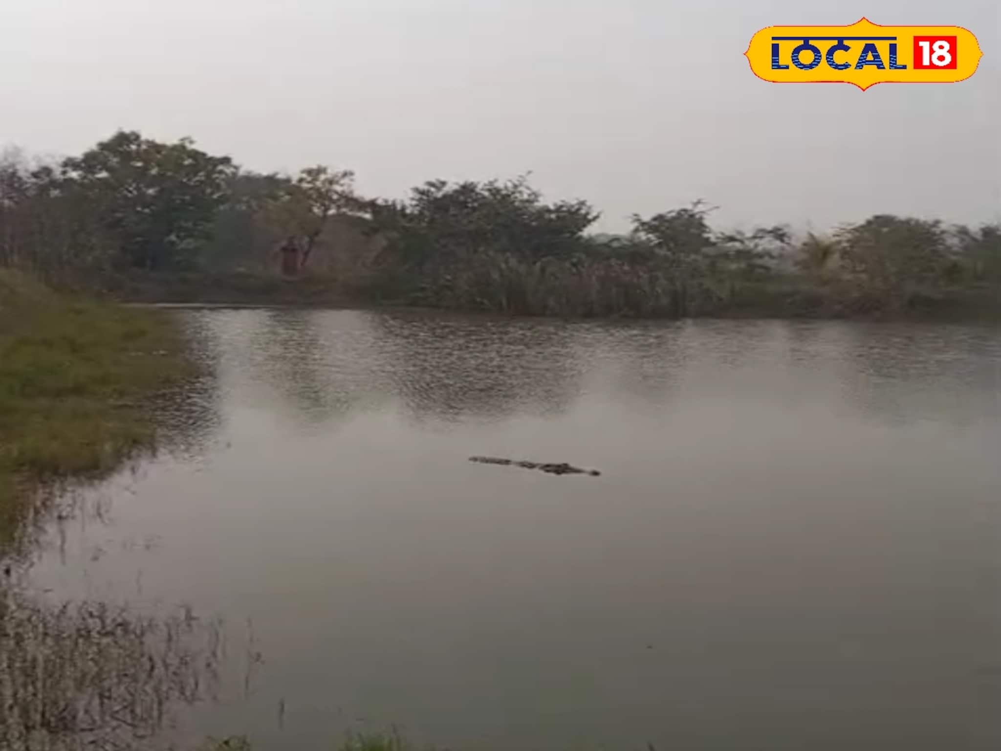 বলেরবাজারে গৃহস্থের বাড়ির পুকুরে ঢুকল কুমির! তুমুল আতঙ্ক এলাকায়