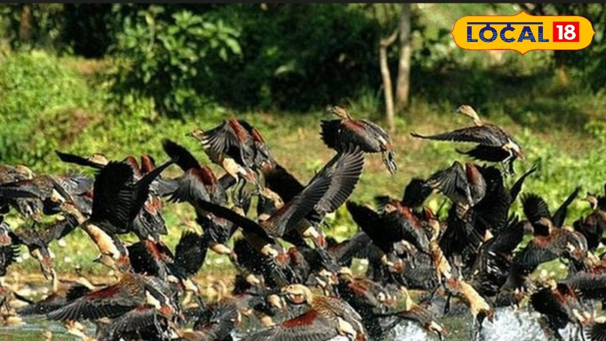 Bankura News: শীতের ডানায় ভর করে মুকুটমণিপুরে ফিরল পরিযায়ী পাখির দল, বাড়ল পর্যটনের রোশনাই