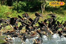 Bankura News: শীতের ডানায় ভর করে মুকুটমণিপুরে ফিরল পরিযায়ী পাখির দল, বাড়ল পর্যটনের রোশনাই