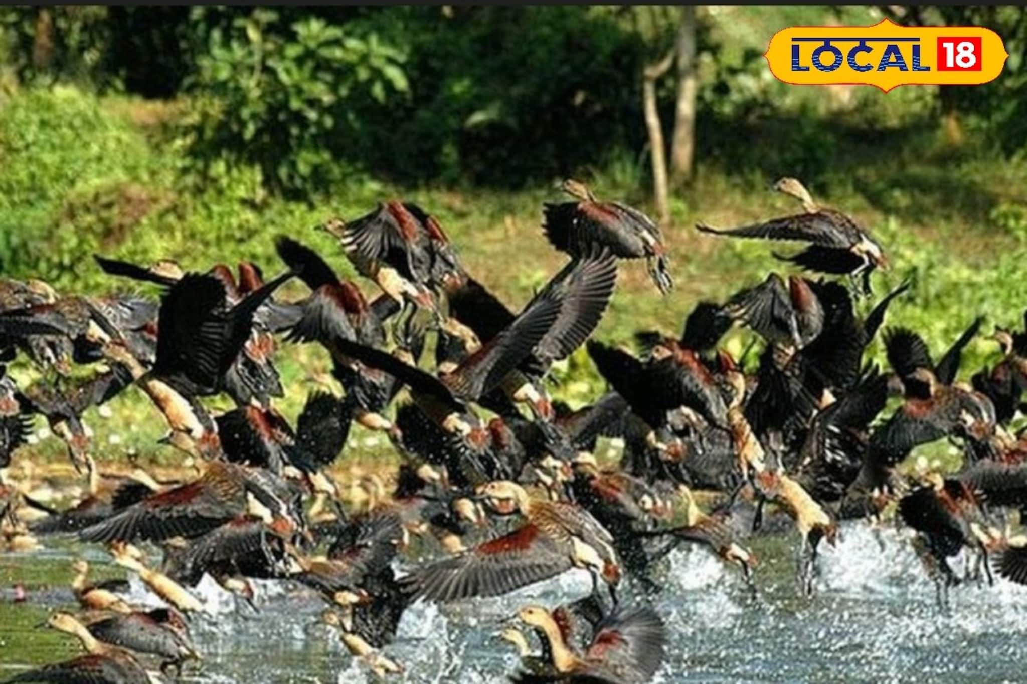 শীতে মুকুটমণিপুরে পরিযায়ী পাখির সমাবেশ