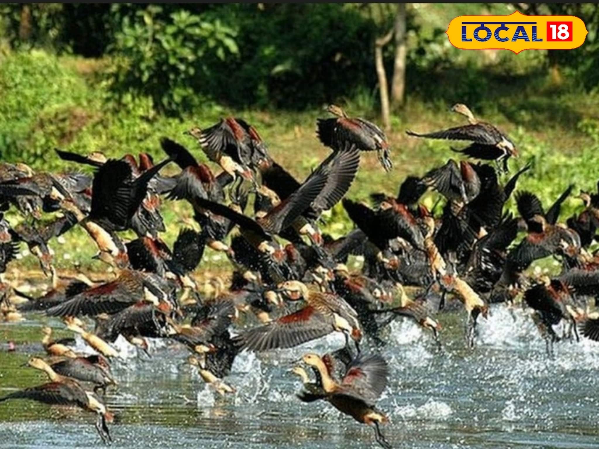 শীতে মুকুটমণিপুরে পরিযায়ী পাখির সমাবেশ