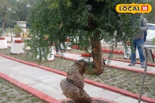 Howrah News: বৃক্ষে জাপানি শিল্প কলা! শীতে আরও আকর্ষণীয় বড় আকর্ষণ, ঘুরে আসুন