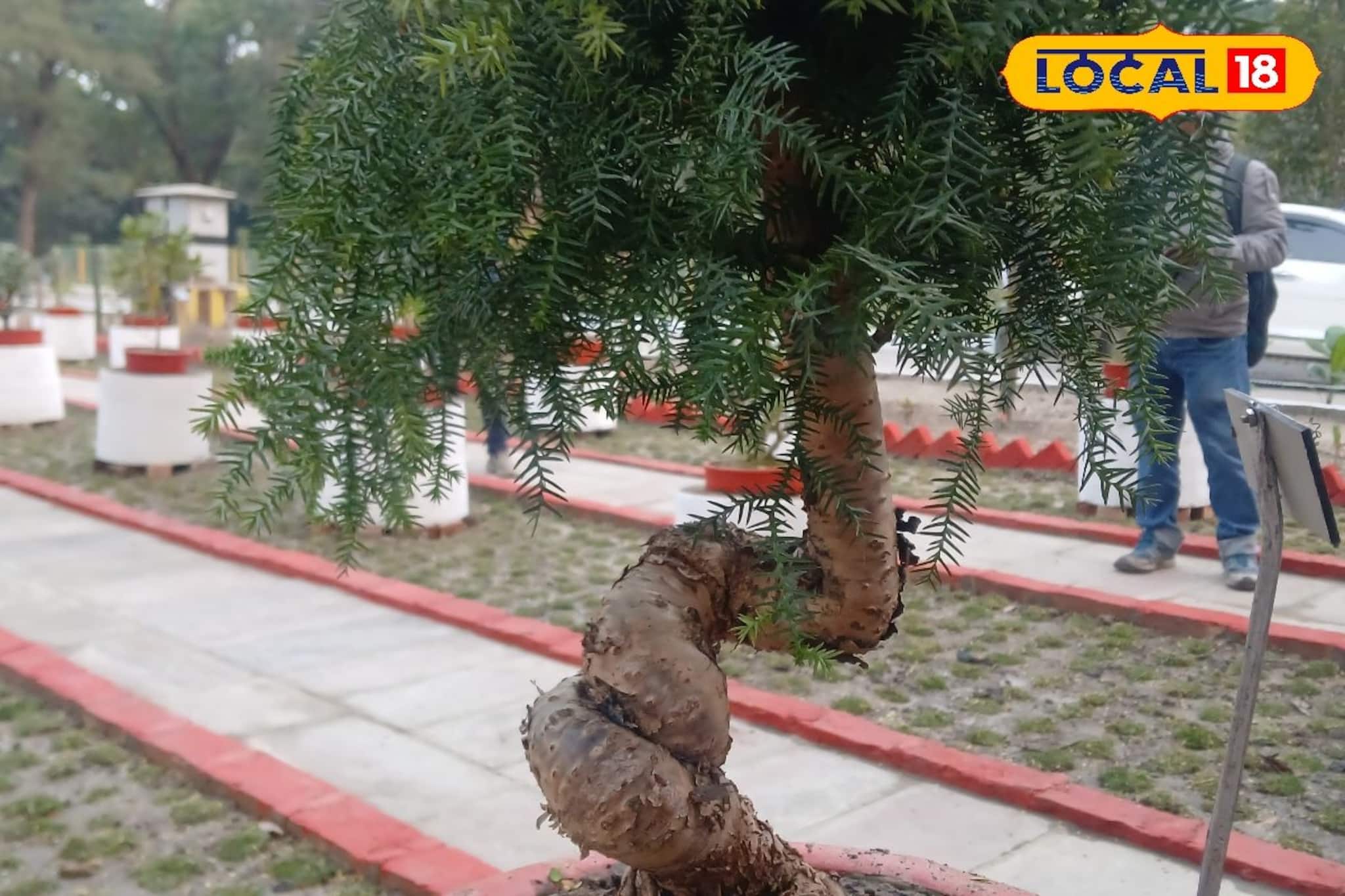 বৃক্ষে জাপানি শিল্প কলা! শীতে আরও আকর্ষণীয় বড় আকর্ষণ, ঘুরে আসুন