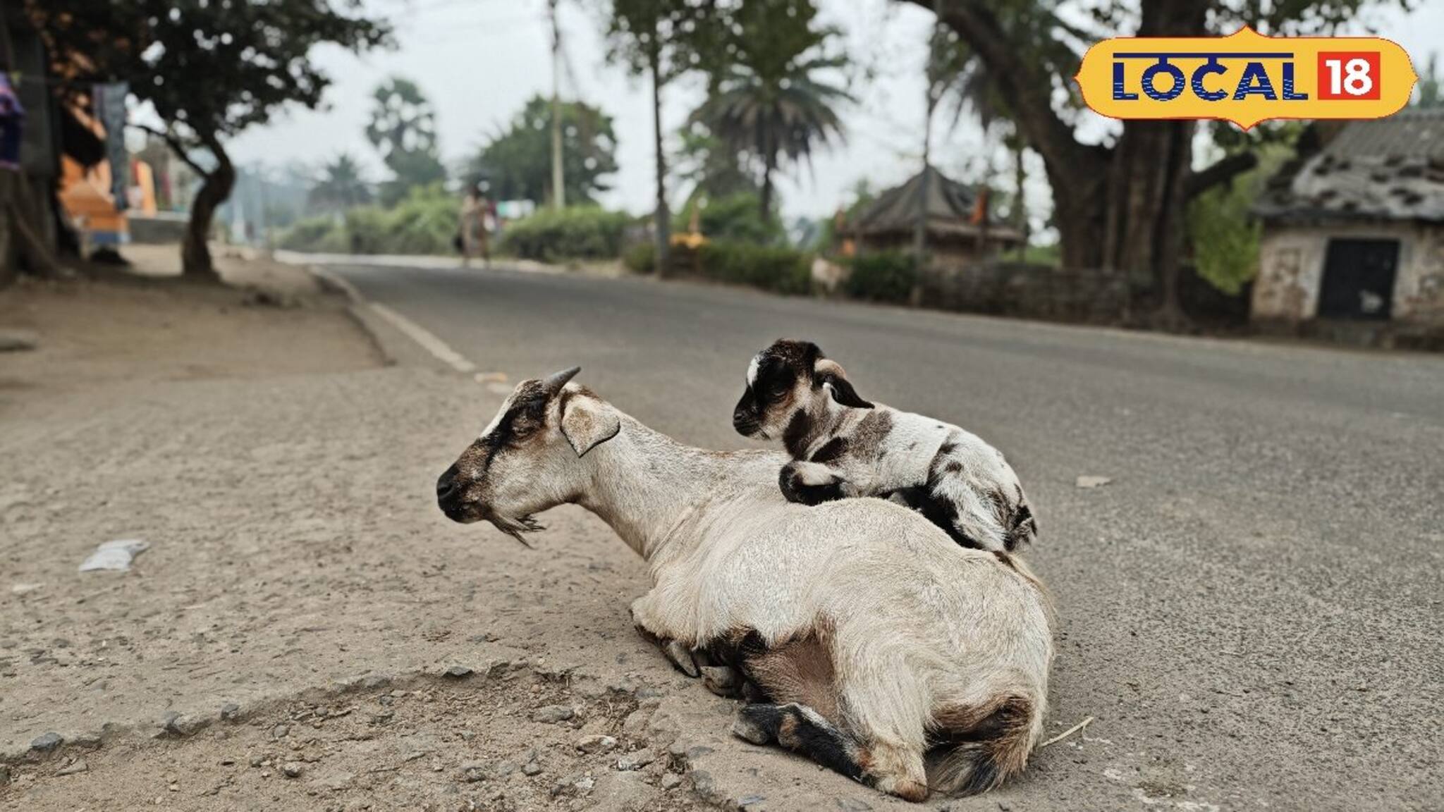 IMD Bengal Weather Update: ভোরে হালকা ঠান্ডা, বেলা বাড়তেই পরিষ্কার আকাশ ও মিষ্টি রোদ; নেই বৃষ্টির সম্ভাবনা
