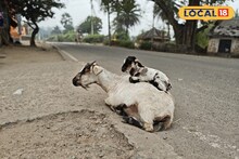 IMD Bengal Weather Update: ভোরে হালকা ঠান্ডা, বেলা বাড়তেই পরিষ্কার আকাশ ও মিষ্টি রোদ; নেই বৃষ্টির সম্ভাবনা