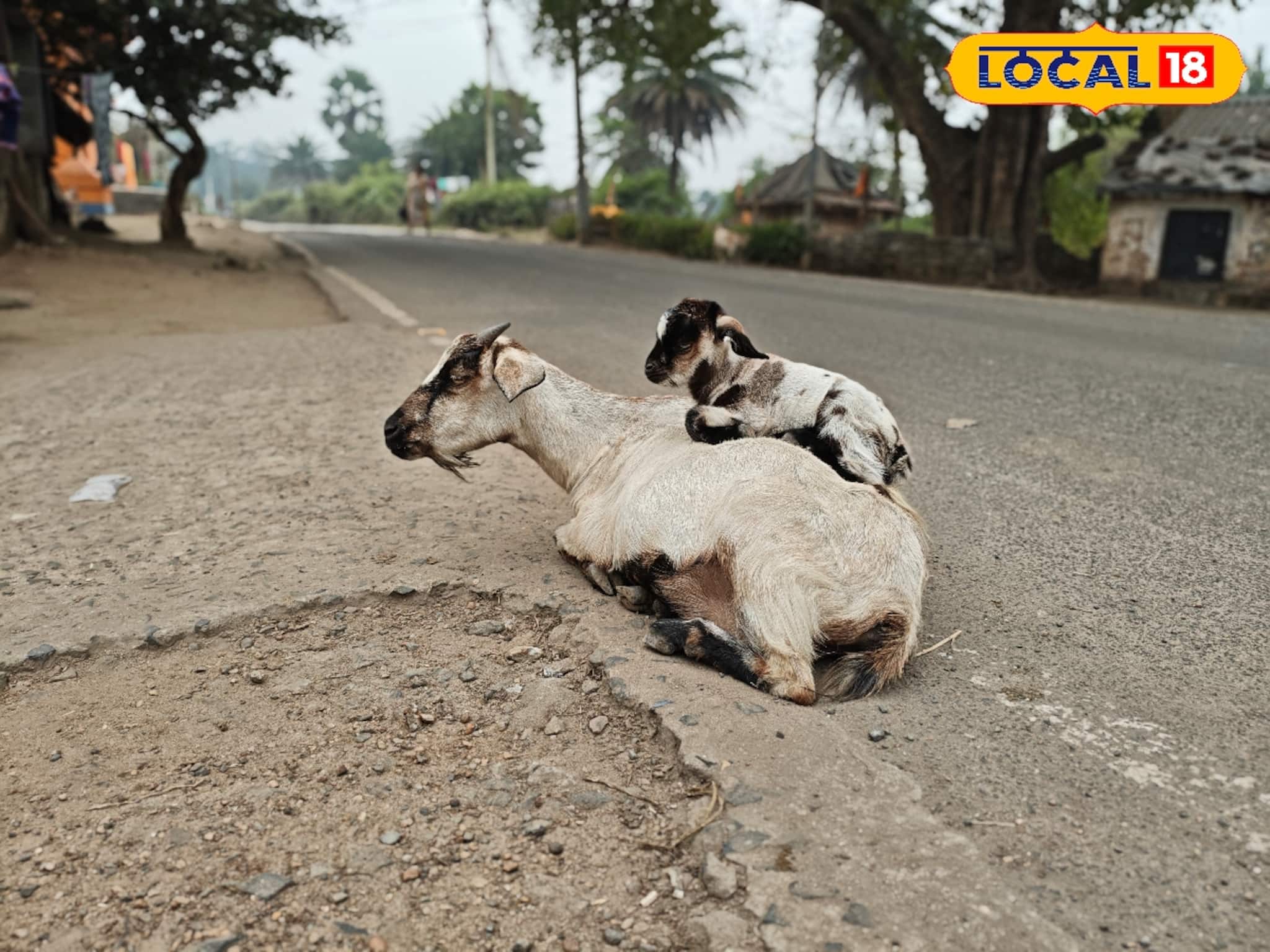 ভোরে হালকা ঠান্ডা, বেলা বাড়তেই পরিষ্কার আকাশ ও মিষ্টি রোদ; নেই বৃষ্টির সম্ভাবনা