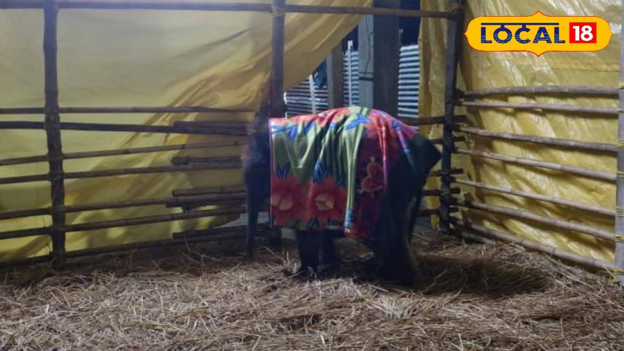 Forest Department : প্রবল শীতের কামড় ডুয়ার্সে! মোটা কম্বল, রুম হিটার, লাকির যত্নে কোনও খামতি রাখছে না বন দফতর