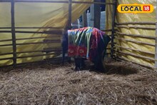 Forest Department : প্রবল শীতের কামড় ডুয়ার্সে! মোটা কম্বল, রুম হিটার, লাকির যত্নে কোনও খামতি রাখছে না বন দফতর