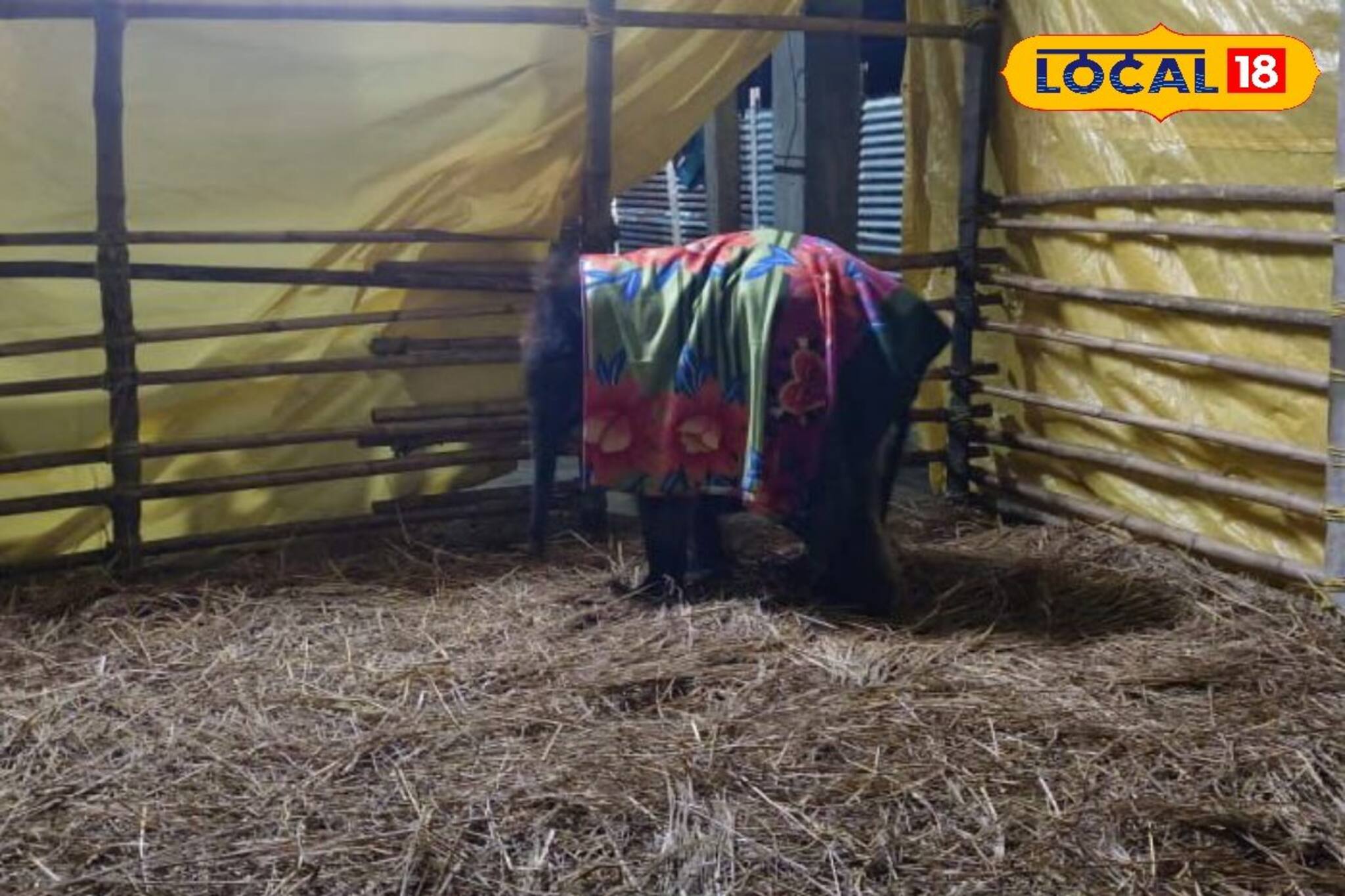 প্রবল শীতের কামড় ডুয়ার্সে! লাকির যত্নে কোনও খামতি রাখছে না বন দফতর