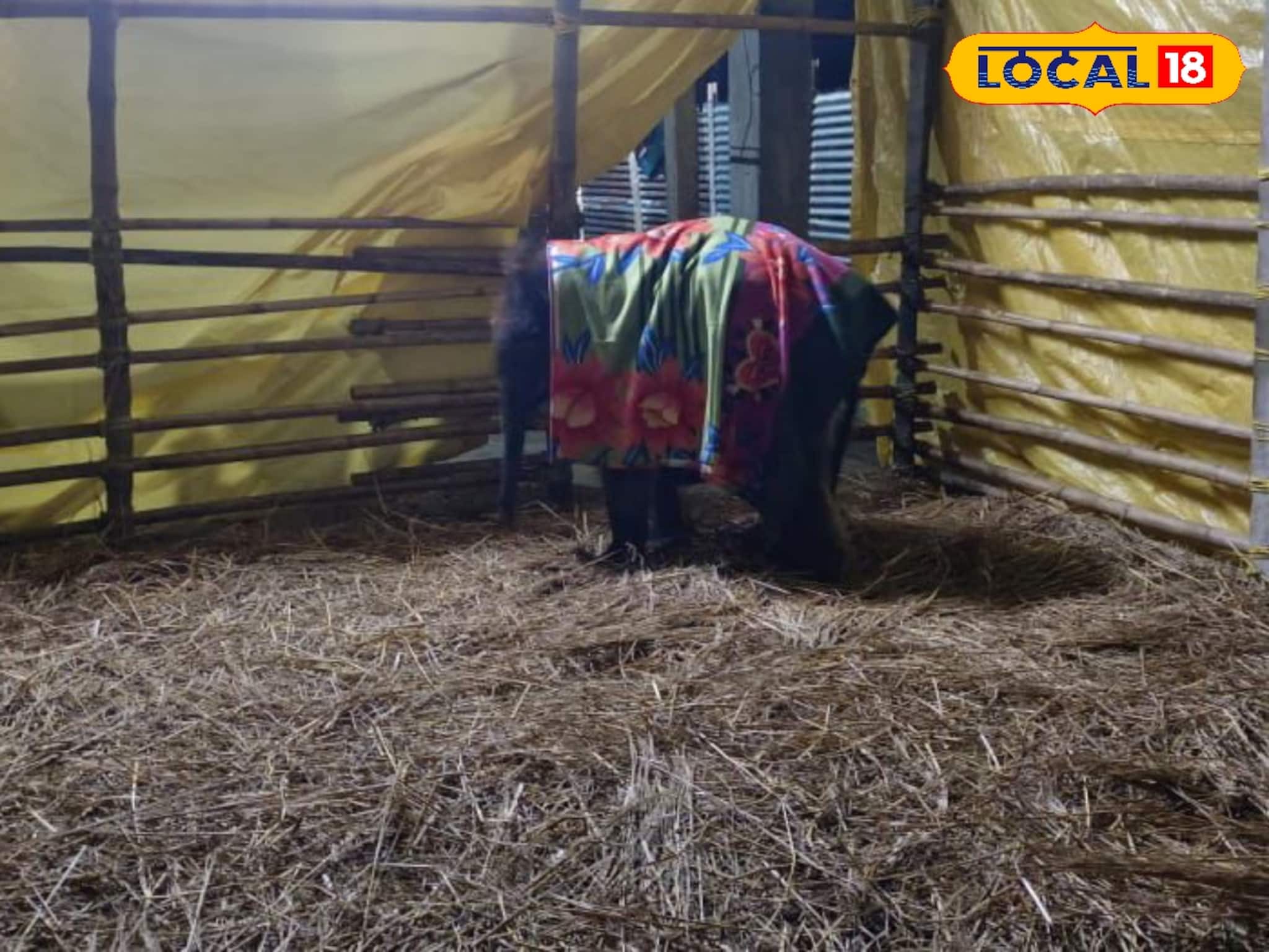 প্রবল শীতের কামড় ডুয়ার্সে! লাকির যত্নে কোনও খামতি রাখছে না বন দফতর